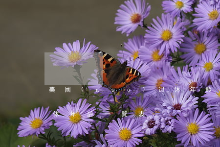 美國(guó)退休年齡(美國(guó)退休年齡一覽表)