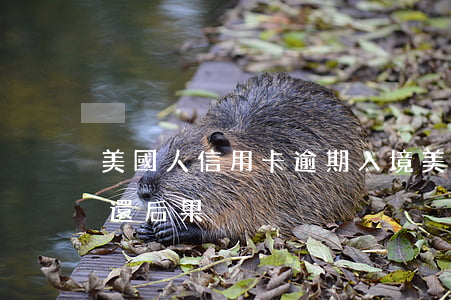 美國人信用卡逾期入境(美國人信用卡逾期不還后果)