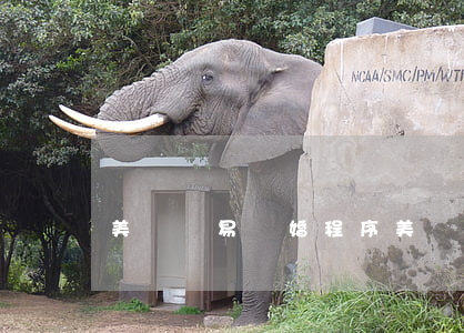 美國簡易離婚程序(美國 離婚)