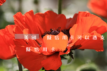 美國虛擬信用卡可以透支(可以申請的美國虛擬信用卡)