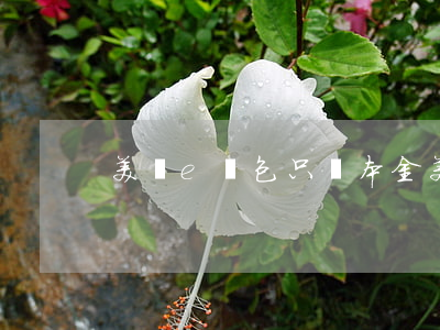 美圖e錢包只還本金(美圖e錢包只還本金)
