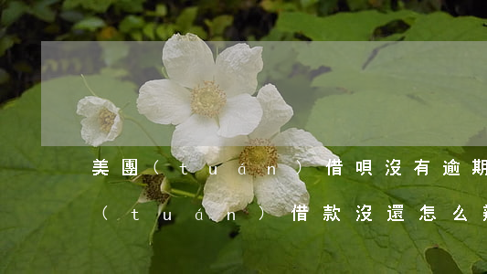 美團(tuán)借唄沒有逾期怎么辦(美團(tuán)借款沒還怎么辦)