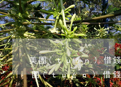 美團(tuán)借錢上征信了沒有逾期(美團(tuán)借錢上征信不)