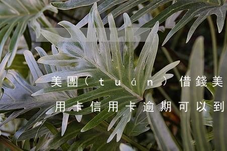 美團(tuán)借錢美團(tuán)信用卡（信用卡逾期可以到美團(tuán)借錢嗎）