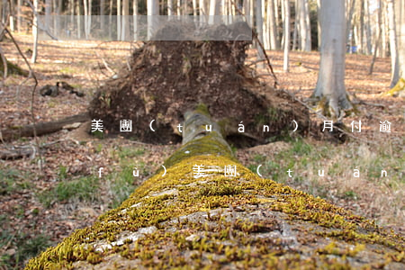 美團(tuán)月付逾期后多久能恢復(fù)(美團(tuán)月付逾期后多久能恢復(fù))