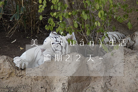 美團(tuán)生活費(fèi)500塊逾期22天-