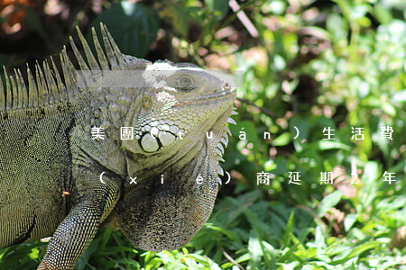 美團(tuán)生活費(fèi)可以協(xié)商延期2年還款-美團(tuán)生活費(fèi)可以協(xié)商延期2年還款嗎