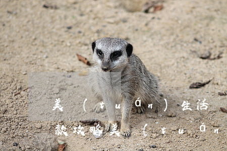 美團(tuán)生活費(fèi)逾期還款攻略(美團(tuán)生活費(fèi)逾期怎么協(xié)商能只還本金)