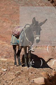 美團(tuán)逾期信用卡被凍結(jié)了 美團(tuán)逾期信用卡被凍結(jié)了怎么還款