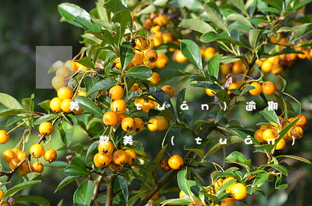 美團(tuán)逾期協(xié)商延期還款（美團(tuán)逾期協(xié)商延期還款）