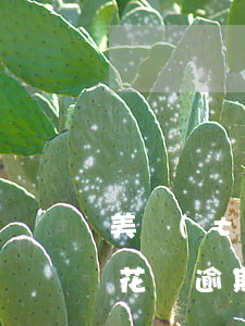 美團(tuán)逾期嚴(yán)重還是花唄逾期嚴(yán)重-美團(tuán)逾期嚴(yán)重還是花唄逾期嚴(yán)重啊