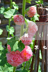 美團(tuán)逾期影響結(jié)婚嗎怎么辦-美團(tuán)逾期會不會對征信有影響信用卡使用