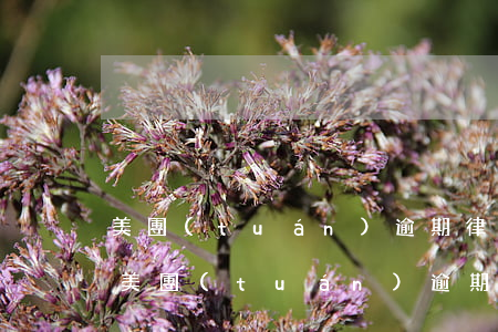 美團(tuán)逾期律師發(fā)短信(美團(tuán)逾期4天打電話說要律師函是真的嗎)
