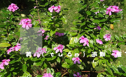 美團(tuán)逾期沒催了