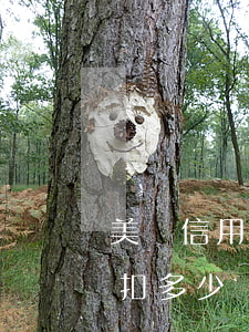 美團信用卡逾期一天扣(美團信用卡逾期一天扣多少)