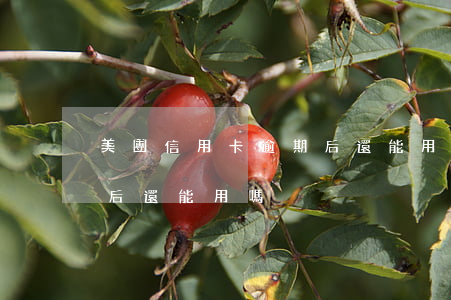 美團信用卡逾期后還能用嗎(美團信用卡逾期后還能用嗎)