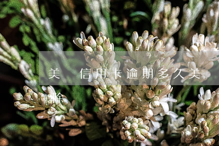 美團信用卡逾期多久 美團信用卡逾期多久消除