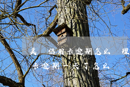 美團信用卡逾期怎么處理(上海銀行美團信用卡逾期一天了怎么辦)