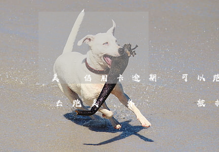 美團信用卡逾期還可以跑外賣嗎(美團有逾期,去跑美團外賣錢會被扣嗎)