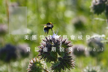 美團借錢逾期會被發(fā)律師函嗎(美團貸款逾期說發(fā)律師函來了后果嚴重嗎)