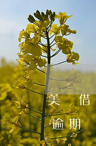 美團借錢逾期還能干美團眾包嗎-美團借錢逾期還能干美團眾包嗎安全嗎
