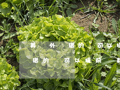 美團外賣借的錢可以提前還款嗎-美團外賣借的錢可以提前還款嗎安全嗎