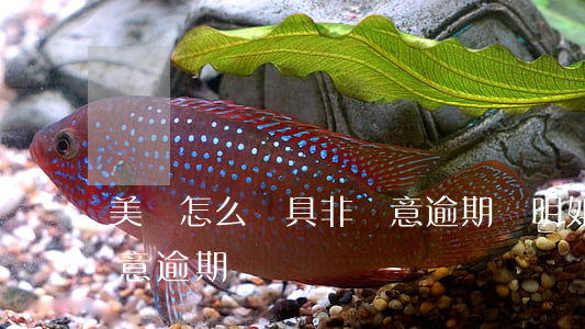 美團怎么開具非惡意逾期證明(如何證明非惡意逾期)