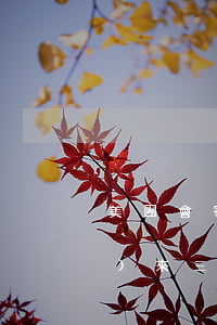 美團會寄律師函到家嗎(美團律師函發(fā)來三天內(nèi)還清)
