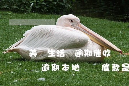 美團生活費逾期催收電話哪的多-美團生活費逾期本地電話催款是真的嗎