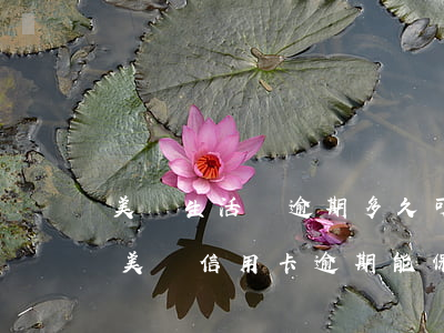 美團生活費逾期多久可以取消分期資格（上海美團信用卡逾期能保留分期嗎）