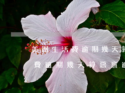 美團生活費逾期幾天算惡意逾期-美團生活費逾期幾天算惡意逾期了