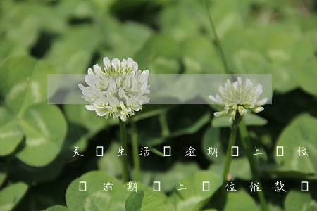 美團生活費逾期會上單位催款嗎-美團生活費逾期會上單位催款嗎是真的嗎