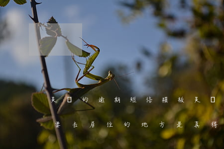 美團的逾期短信模板(美團逾期15天短信說要去居住的地方是真得嗎)