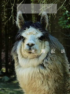 美團起訴支付寶(美團起訴我,是不是真的?)