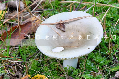 美團逾期8天能買房子嗎