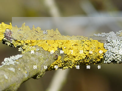 美團逾期了可以申請信用卡嗎-美團逾期了可以申請信用卡嗎貼吧
