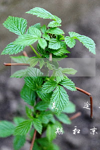 美團逾期和京東白條逾期哪個嚴重-美團逾期和京東白條逾期哪個嚴重些