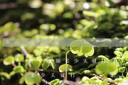 美團逾期多少天就打電話給家人-美團逾期多少天就打電話給家人協(xié)商