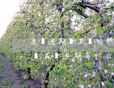 美團逾期對花唄的影響(美團逾期幾天上征信嗎?花唄逾期有什么后果)