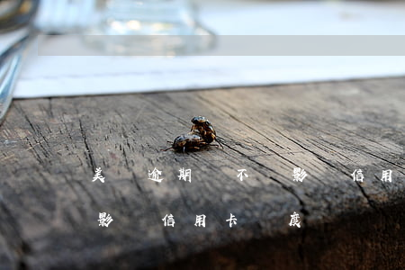 美團逾期會不會影響信用卡(美團逾期會不會影響信用卡額度)