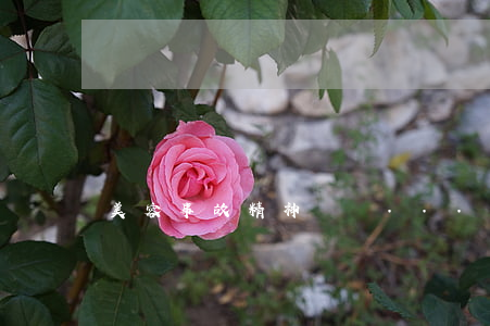 美容事故 精神賠償...