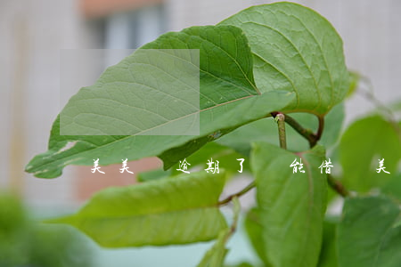 美美貸逾期了還能借嗎(美美貸逾期了還能借嗎)