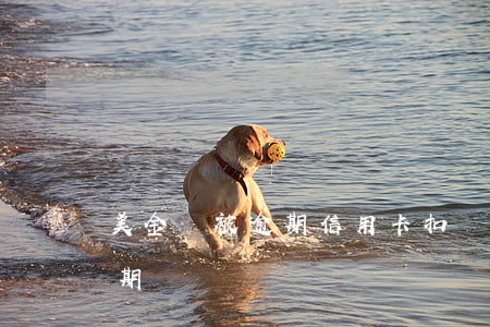 美金會被逾期信用卡扣錢嗎知乎(美元賬單逾期)