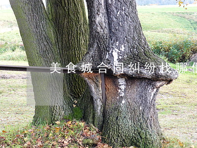 美食城合同糾紛找哪個部門