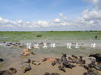翟改英律師(翟玉華律師)