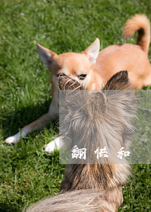 翻供和辯解的審查判斷指引