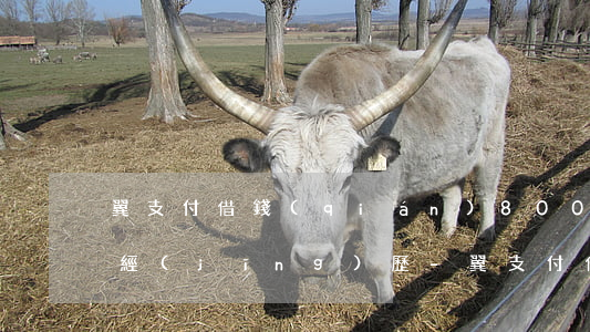 翼支付借錢(qián)8000逾期親身經(jīng)歷-翼支付借錢(qián)逾期怎么辦