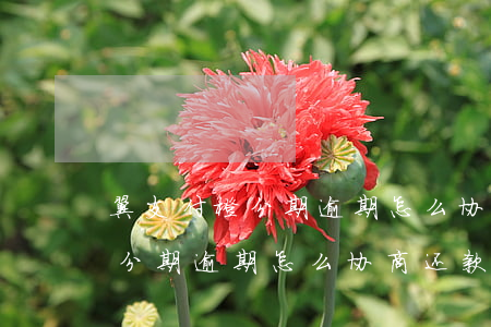 翼支付橙分期逾期怎么协商还款-翼支付橙分期逾期怎么协商还款