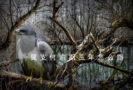 翼支付逾期三年怎么辦