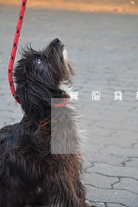 翼龍貸私人定制逾期(翼龍貸可信嗎)